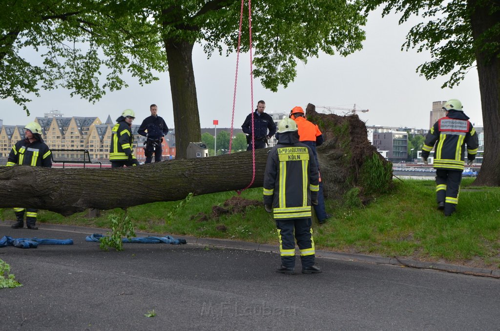 Baum auf Fahrbahn Koeln Deutz Alfred Schuette Allee Mole P608.JPG - Miklos Laubert